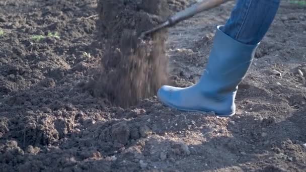 庭での作業 スプレッドフォークで春の土を掘る新しい播種期のためにそれを準備するシャベルで春の土を掘ることの終わり — ストック動画