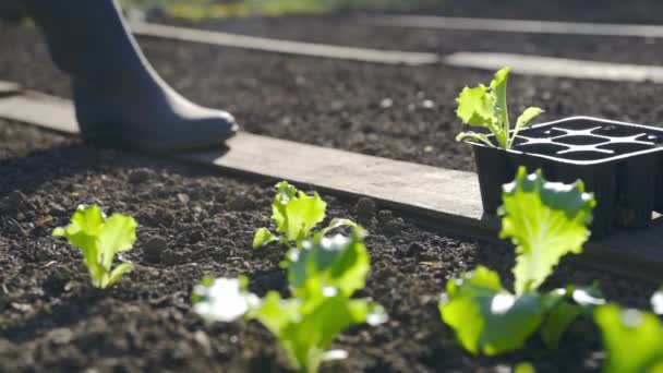 Boer Planten Jonge Salade Zaailingen Vrouw Planten Salade Zaailingen Haar — Stockvideo