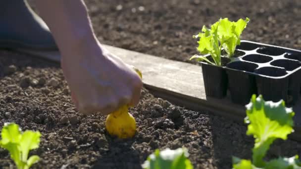 若いサラダ苗を植える農家 彼女の野菜園にサラダ苗を植える女性 — ストック動画