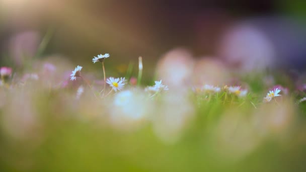 日当たりの良い花々 抽象的な春の風景 未耕作地の牧草地に野生のデイジーの花 — ストック動画