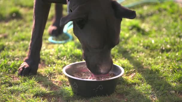 Dinner Time Dog Eating Food Dog Bowl Dog Outdoors Eating — Stock Video