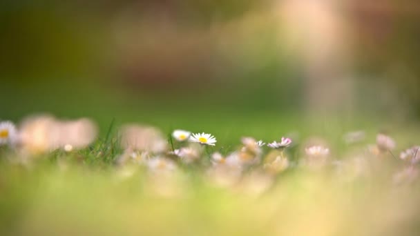 Поле Ромашковых Цветов Абстрактный Весенний Пейзаж — стоковое видео