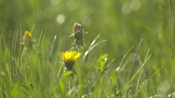 Желтые Одуванчики Солнечном Свете Боке — стоковое видео