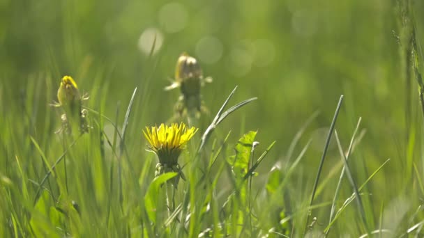 Sárga Pitypangok Napfényben Bokeh Val — Stock videók