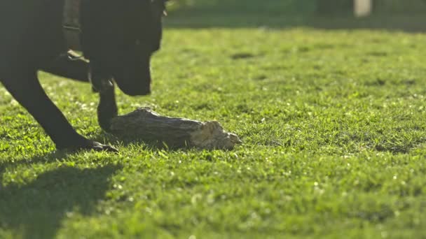 かわいい幸せな犬は棒で遊ぶ — ストック動画