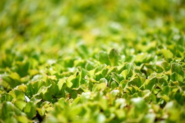 Sebze bahçesinde yetişen soğan tarlasına yakın plan.