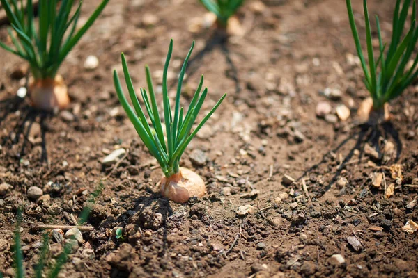 Close Growing Onion Plantation Vegetable Garden — Stock Photo, Image