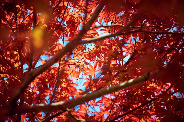 Folhas Galhos Japoneses Vermelhos Tempo Outono — Fotografia de Stock