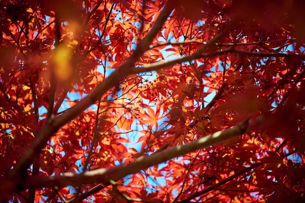 Hojas Ramas Rojas Japonesas Otoño — Foto de Stock