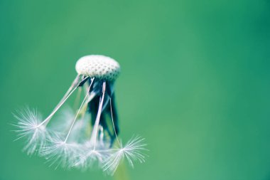 Beyaz tüylü karahindiba, doğal yeşil bulanık bahar arkaplanı.