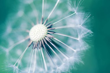 Beyaz tüylü karahindiba, doğal yeşil bulanık bahar arkaplanı.