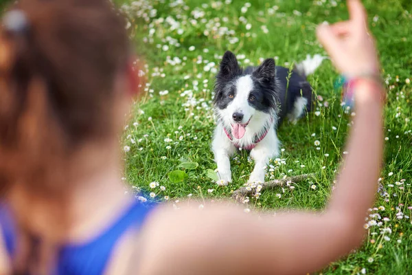 Beau Chiot Border Collie Son Propriétaire Pendant Entraînement Obéissance Extérieur — Photo