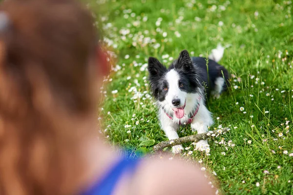 Beau Chiot Border Collie Son Propriétaire Pendant Entraînement Obéissance Extérieur — Photo