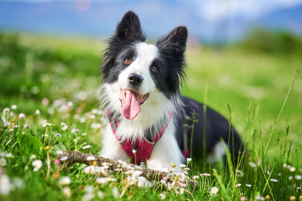 Beautiful Border Collie Puppy Obedience Training Outdoors Portrait Stock Picture