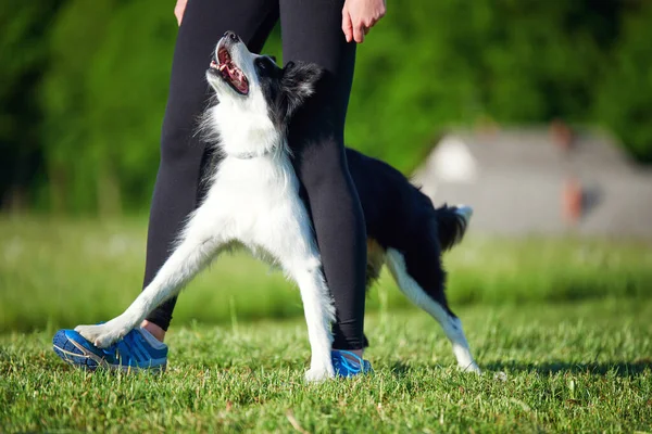 Σύνορα Κουτάβι Collie Κατά Διάρκεια Της Κατάρτισης Υπακοή Εξωτερικούς Χώρους — Φωτογραφία Αρχείου