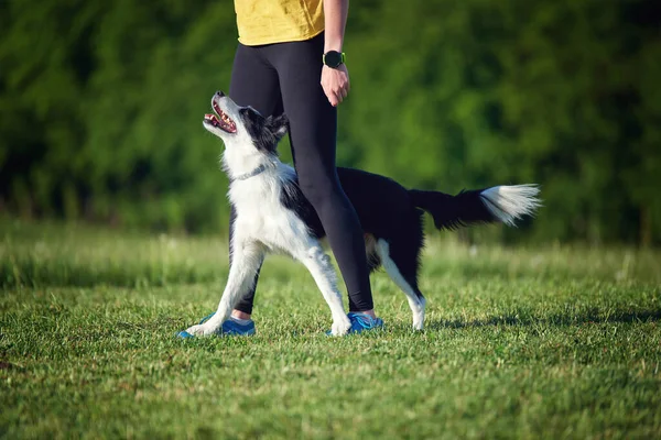 Border Collie Cachorro Durante Entrenamiento Obediencia Aire Libre Fotos de stock libres de derechos