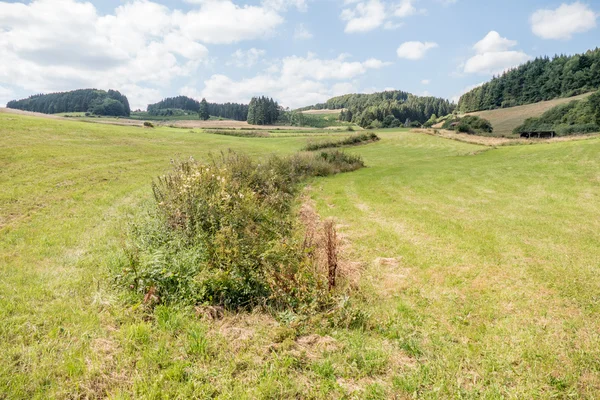 Glooiende landschap met weilanden en pijnbomen, — Stockfoto