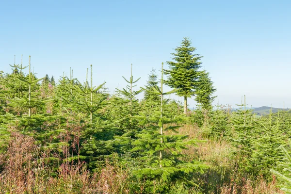 Landscape with a pine plantation. — Stock Photo, Image