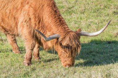 Hollanda İskoç highlander.