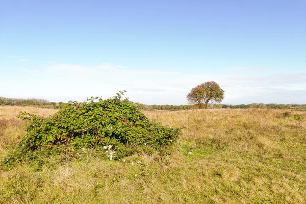 Paesaggio con rovo nella natura Lentevreugd . — Foto Stock
