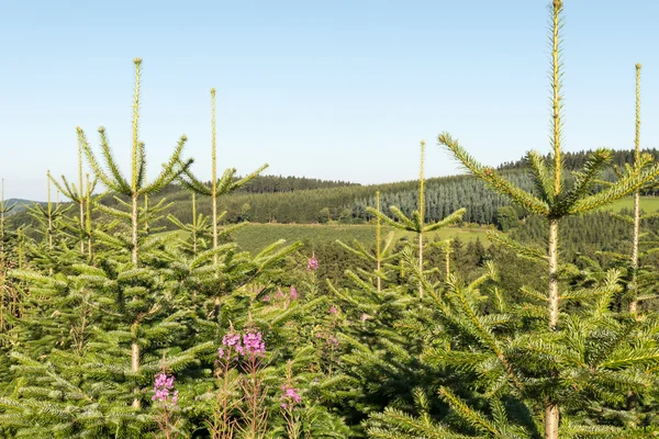 Landscape with a pine plantation. — Stock Photo, Image