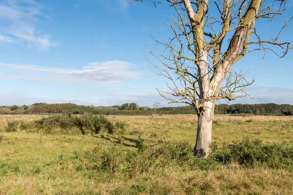 Landscape with a dead tree. — Stock Photo, Image