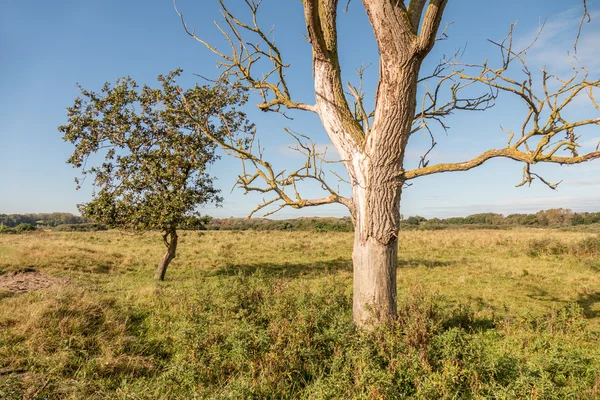 Paesaggio con un albero morto. — Foto Stock