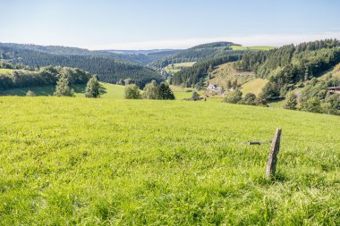 Çayırlar ve çam ağaçları ile manzara haddeleme.