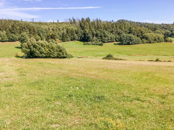 Rolling landscape with meadows and pine trees. — Stock Photo, Image