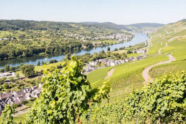 Vineyards in Graach an der Mosel.