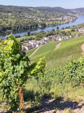 Vineyards in Graach an der Mosel.