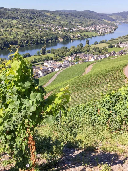 Vineyards in Graach an der Mosel. — Stock Photo, Image