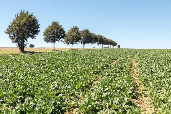 Paisaje con campo de remolacha . — Foto de Stock