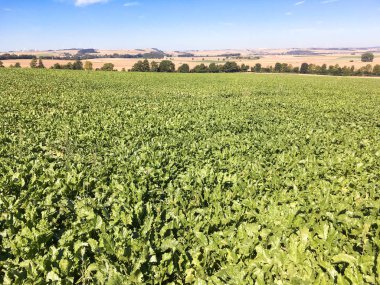 Pancar alanıyla manzara.