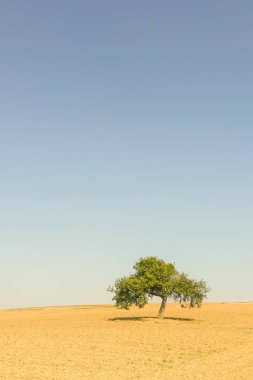 Yalnız ağaç manzara.
