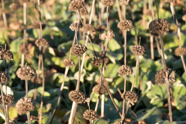 Flores sobresopladas de Phlomis Russelliana plantas . —  Fotos de Stock