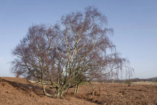 Birch tree in the dunes. — Stock Photo, Image