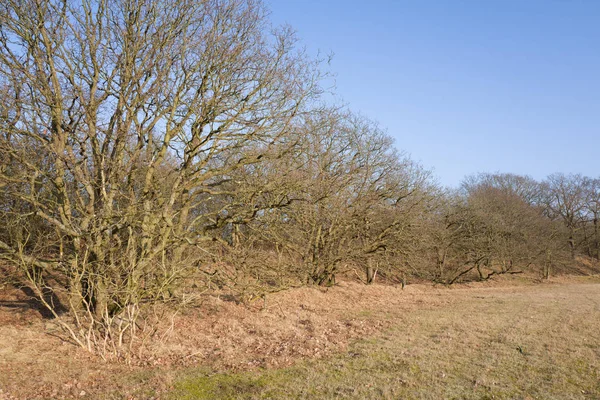 Eichen in den Dünen. — Stockfoto