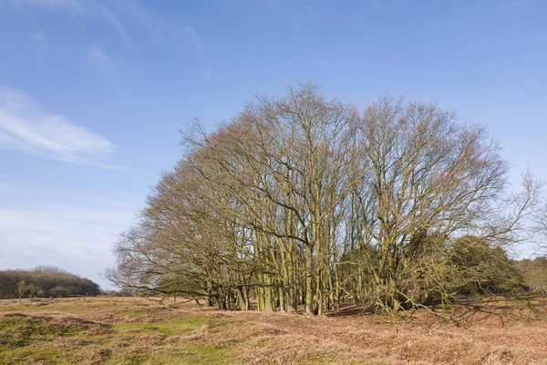 Oak trees in the Amsterdam water abstraction dunes — Stock Photo, Image