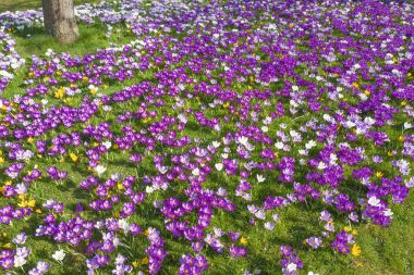 Yabani otların arasında blooming çiğdemler.