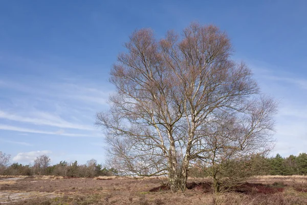 Birch tree on the heath. — Stock Photo, Image