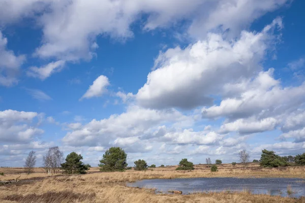 Pantano en el brezal . — Foto de Stock