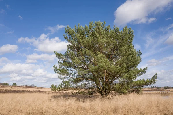 Drzewo sosny na heath. — Zdjęcie stockowe