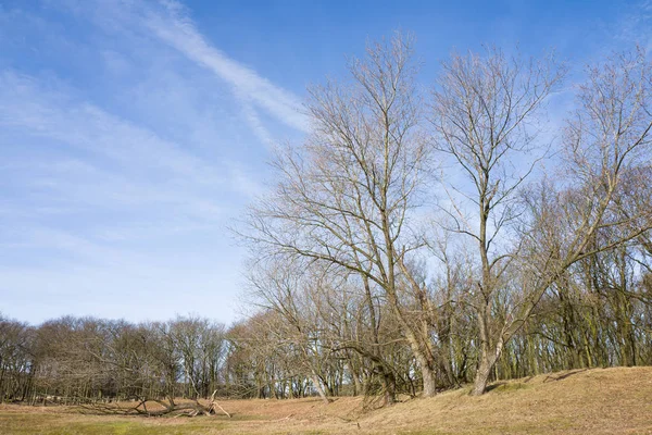 Populus alba nas dunas . — Fotografia de Stock