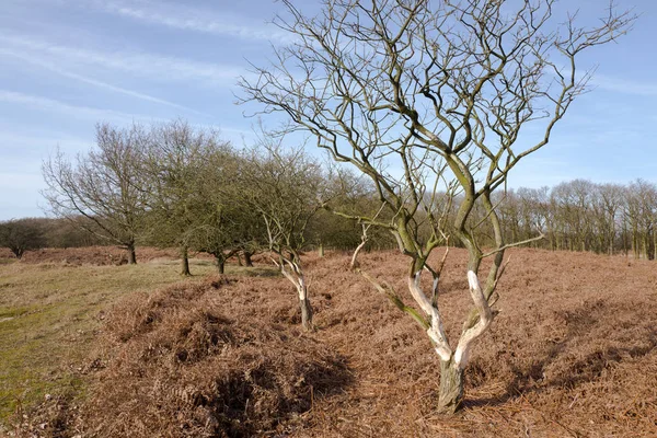 Paesaggio di dune con felci e alberi . — Foto Stock