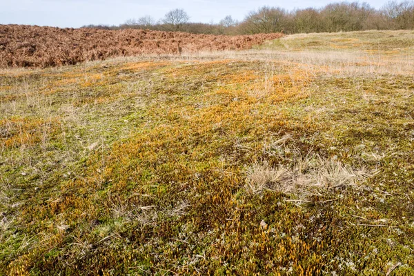 Muschio di ceratodon tra le dune in primavera . — Foto Stock