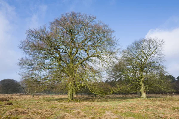 Oak trees in the field. — Stock Photo, Image