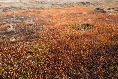 Ceratodon yosun büyüyen.