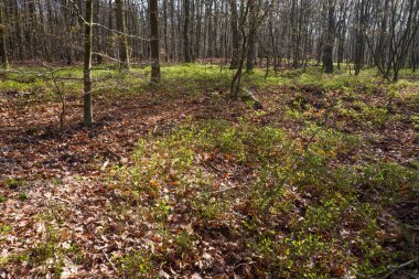 Meşe ağaçları ve yaban mersini ile orman.
