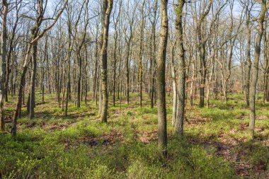 Meşe ağaçları ve yaban mersini ile orman.